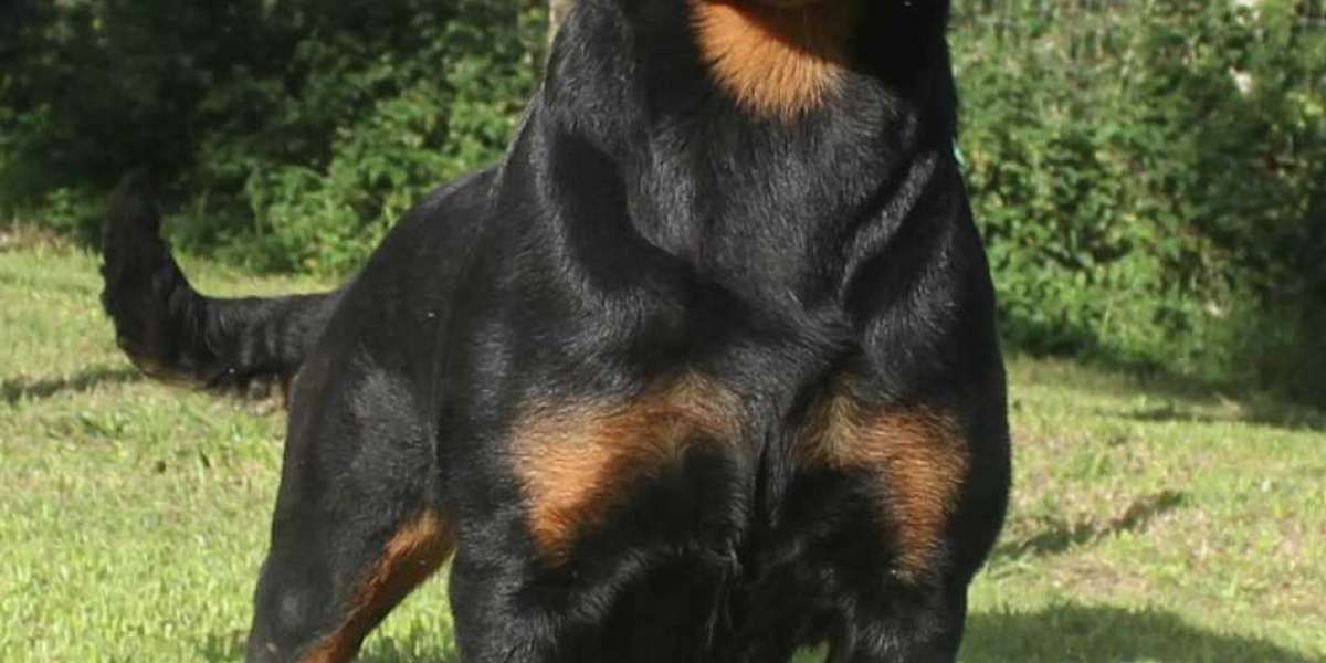 6Th Expensive Breed Of Dog - Rottweiler