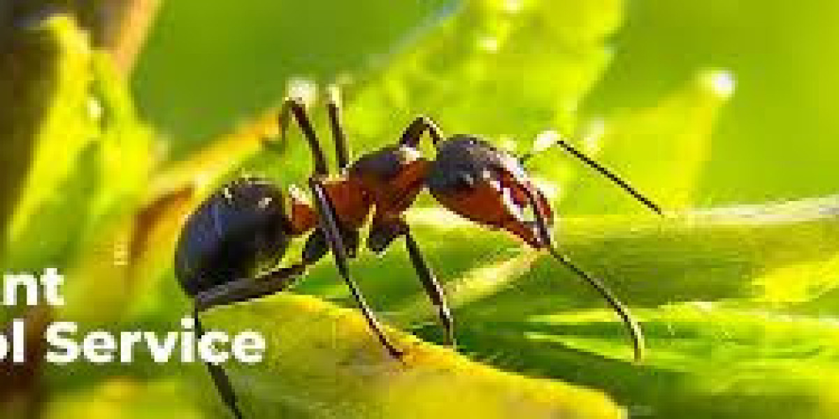 How to Get Rid of Ants: A Simple Guide to Keep Your Home Ant-Free