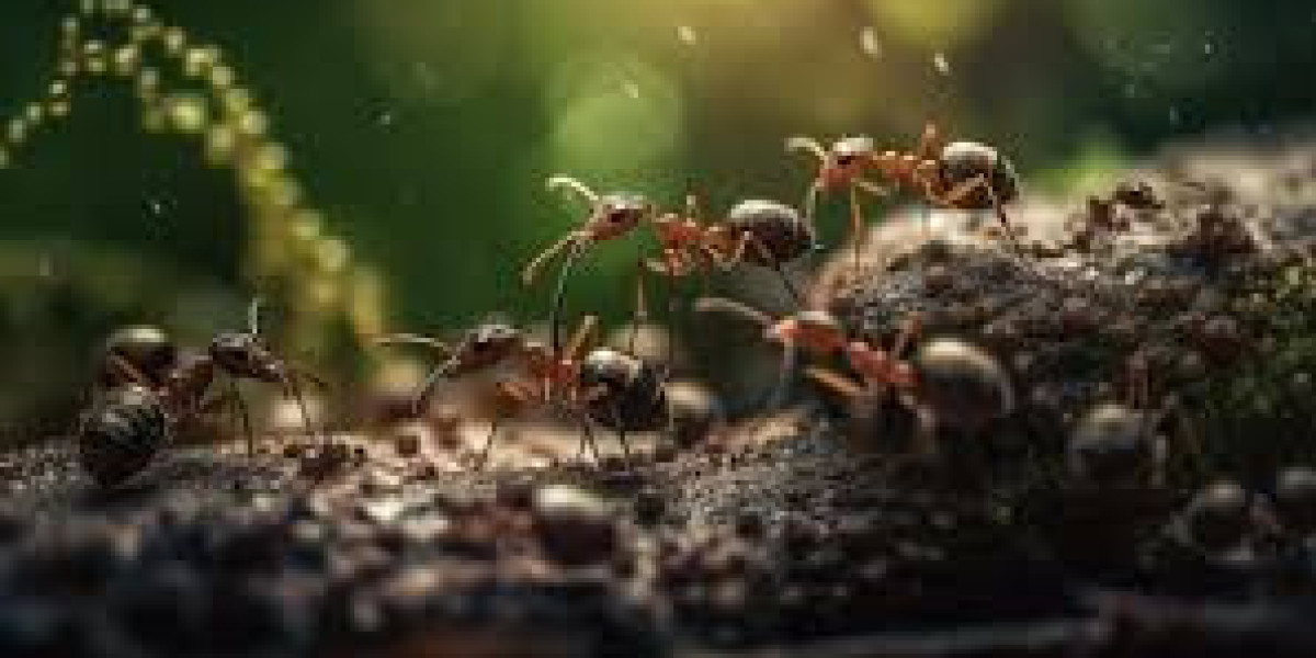 How to Get Rid of Ants in Your Home and Garden