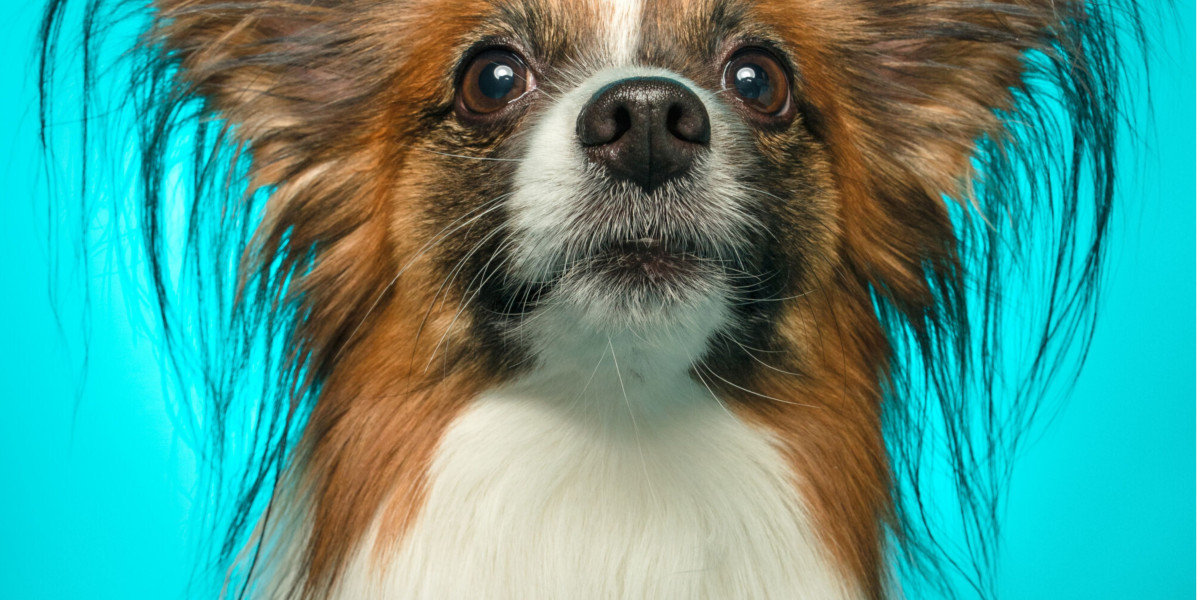 Creative and Unique Cavalier King Charles Names You’ll Love