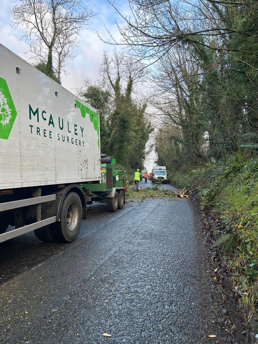 Top Tree Surgery in Belfast by McAuley Tree Surgery – Belfast Tree Surgeon