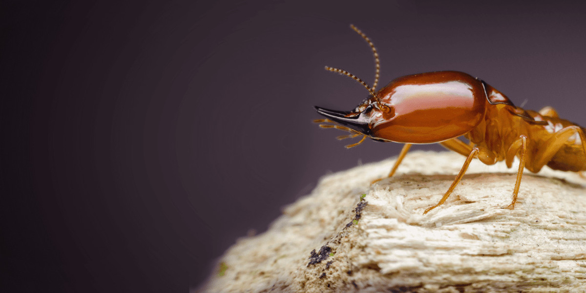 Guide to Termite Control Services and Bed Bug Spray Services