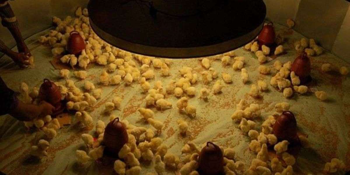 Efficient Lighting Systems in Poultry Farms: Enhancing Productivity and Growth