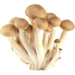 Brown Shimeji Mushroom Fresh Leaf UAE