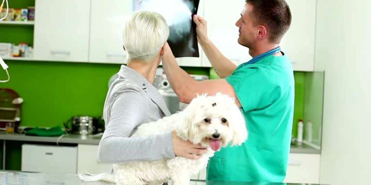 Why Petzy Vet Care is Affordable Pet Care Clinic in Laurel is a Local Gem