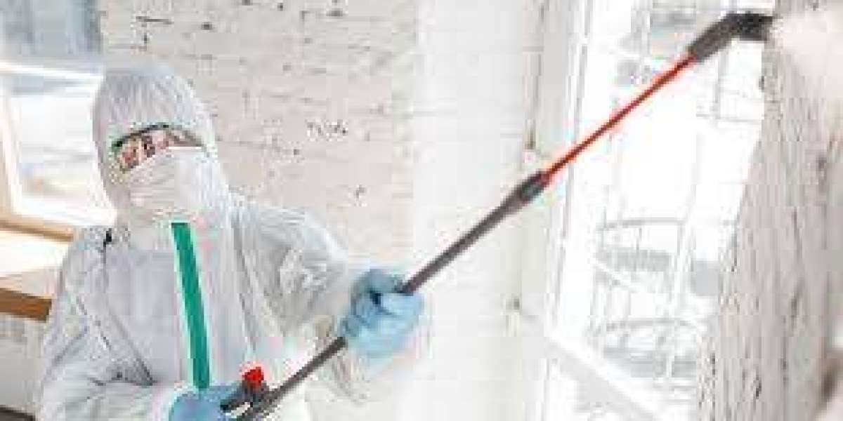 Protect Your Home with Professional Mold Removal in Miami, FL