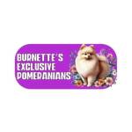 Burnettes Exclusive Pomeranians