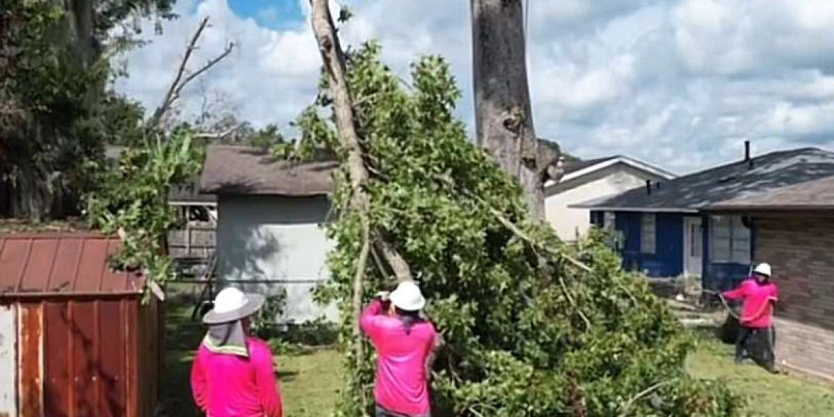 Understanding the Tree Removal Process: What to Expect from Tree Removal Services