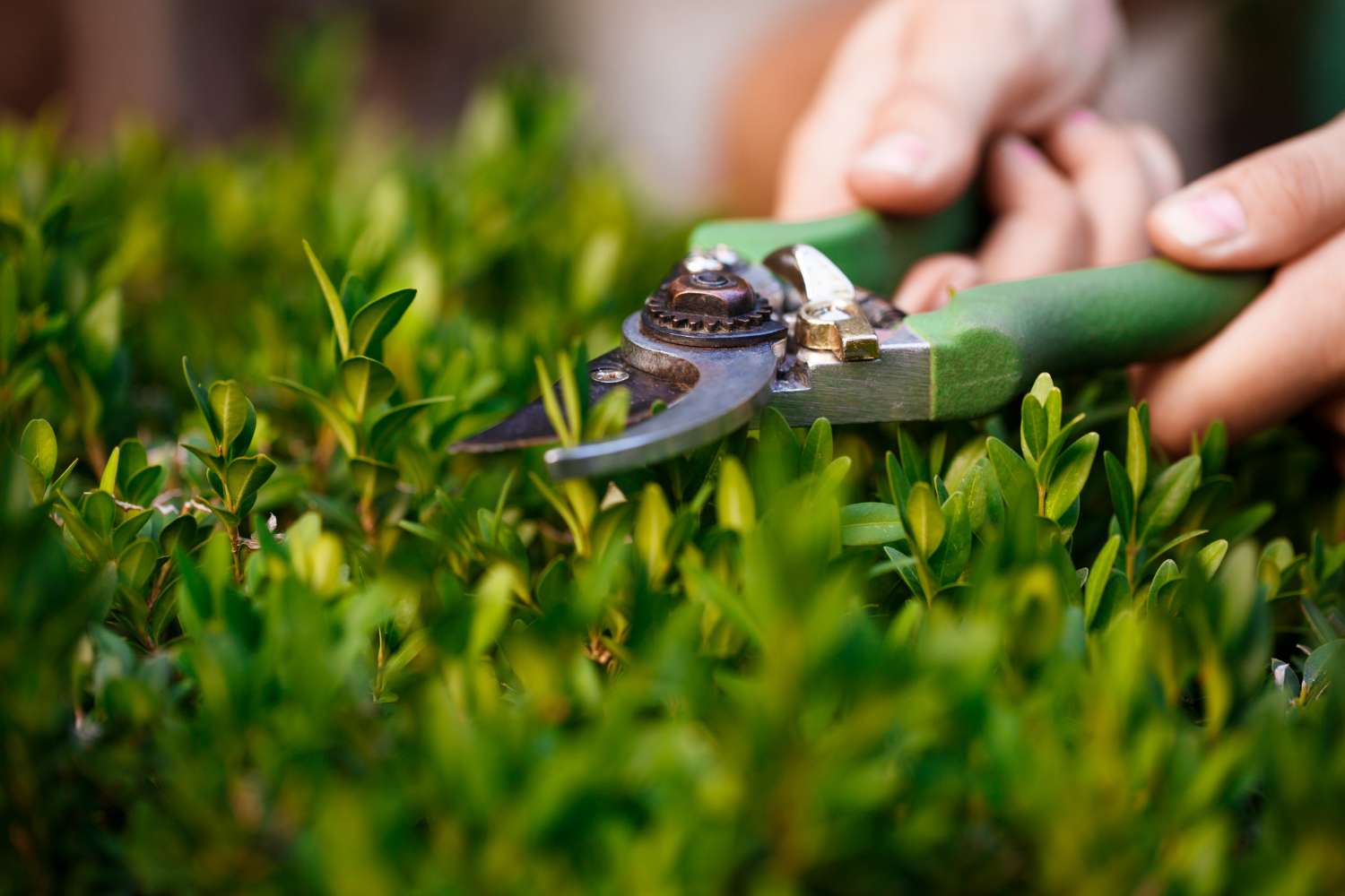 Lawn Maintenance in Monroe Township, NJ