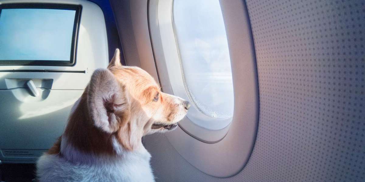 Top Choices for Best Pet Friendly Airlines