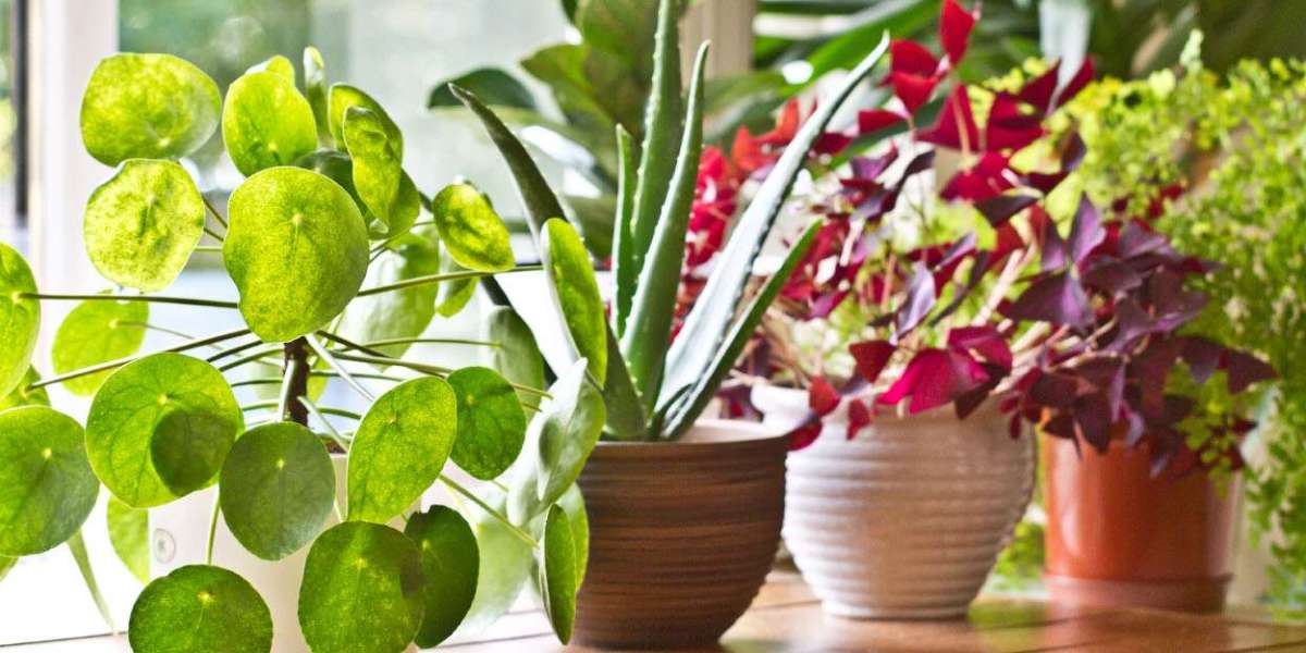 Buy Indoor Plants in Karachi – Enhance Your Home with Greenery