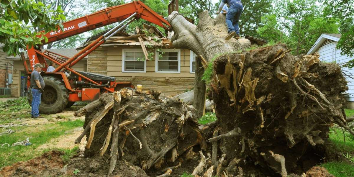 Affordable Tree Trimming: Save Money Without Sacrificing Quality