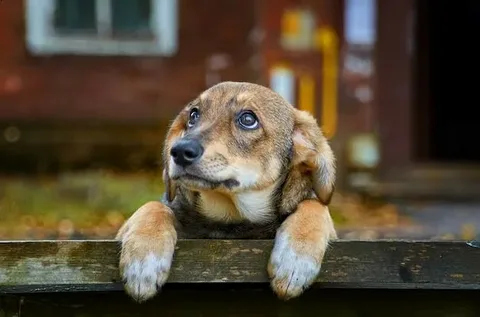 How Does A Dog Go From Being An Adorable Puppy To An Uncontrollable Basket Case? | by kindheartvetbehaviour | Sociomix