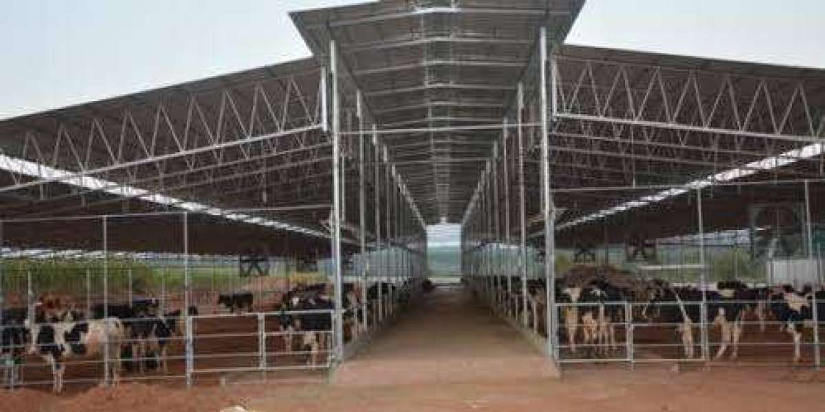 How Dairy Farm Sheds Improve Cattle Health and Productivity