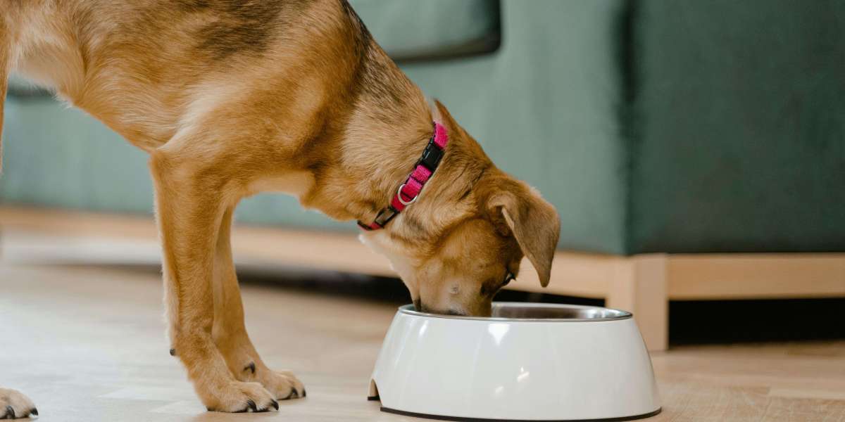 The Ultimate Guide to a Healthy Dog Diet