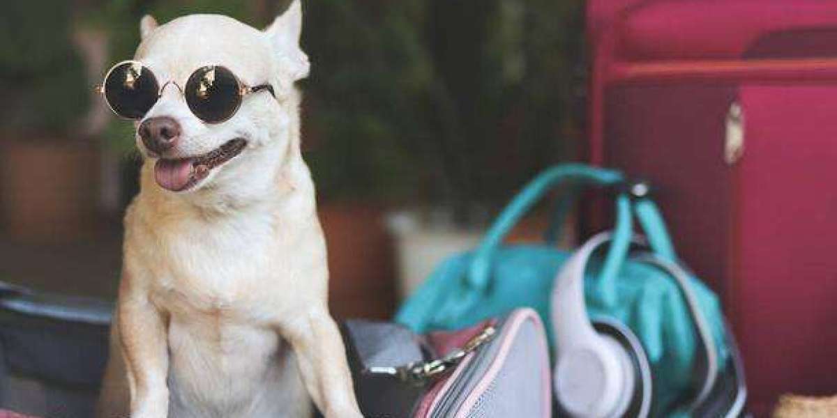 How to Choose the Right Dog Travel Bag for Stress-Free Adventures