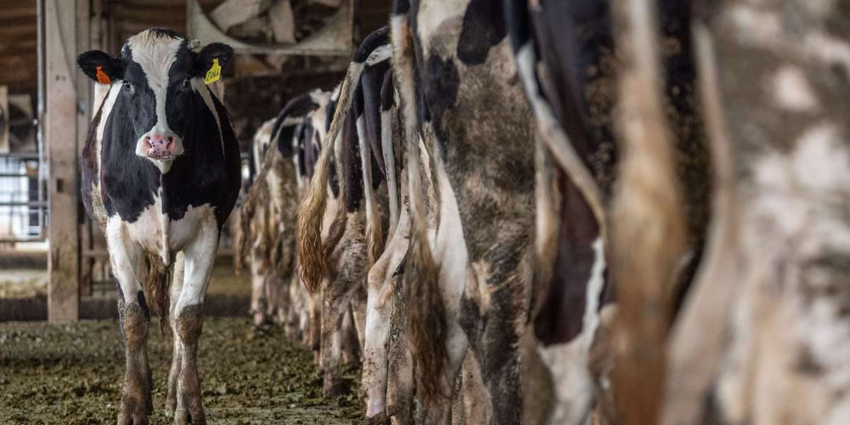 Fabriksjordbrukets grymhet: Hot mot djur, människor och planeten – en uppmaning till medkänsla och hållbarhet
