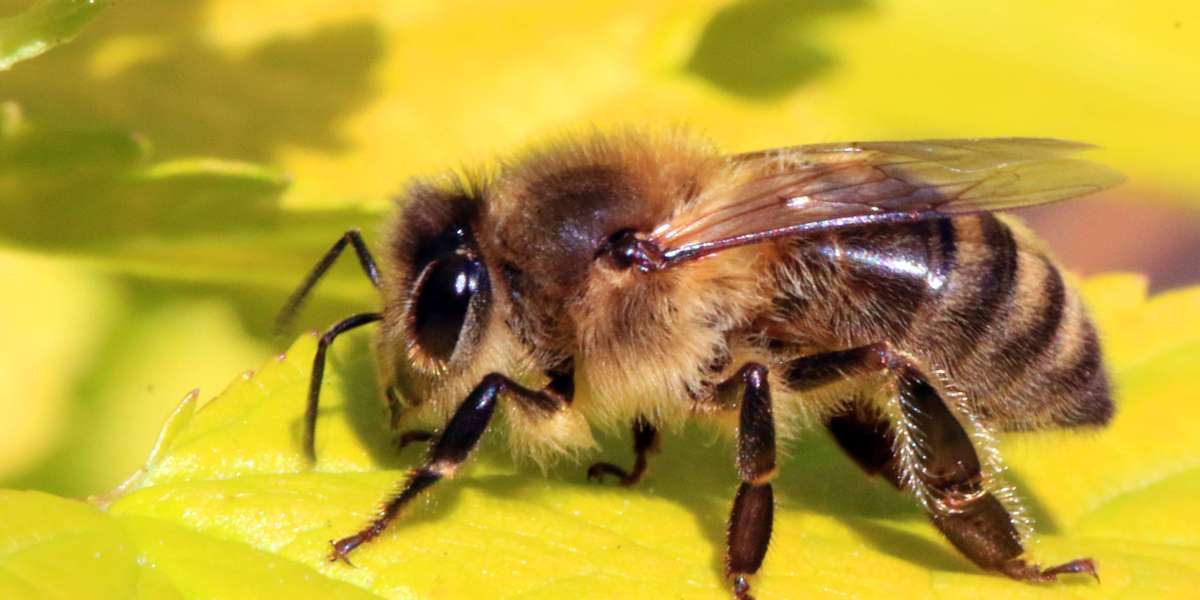 Fast and Humane Bee Removal Services: Trust Eli the Bee Guy